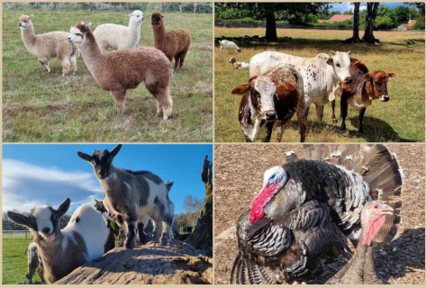 Capture du 2026-02-23 16-05-22