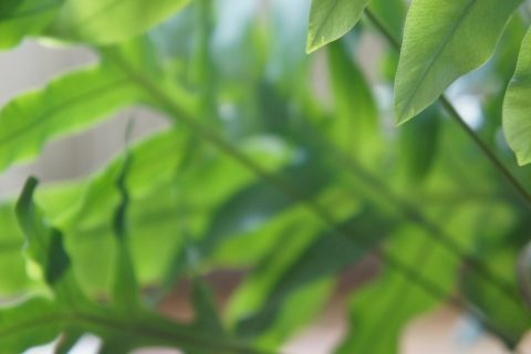 laplanteatwork_cover